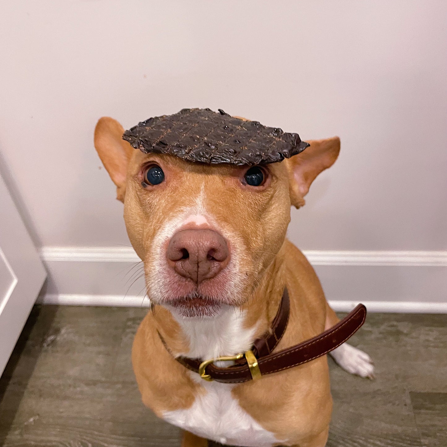 Our rescue dog, Momo, loves the smell and the crunchiness of beef liver.