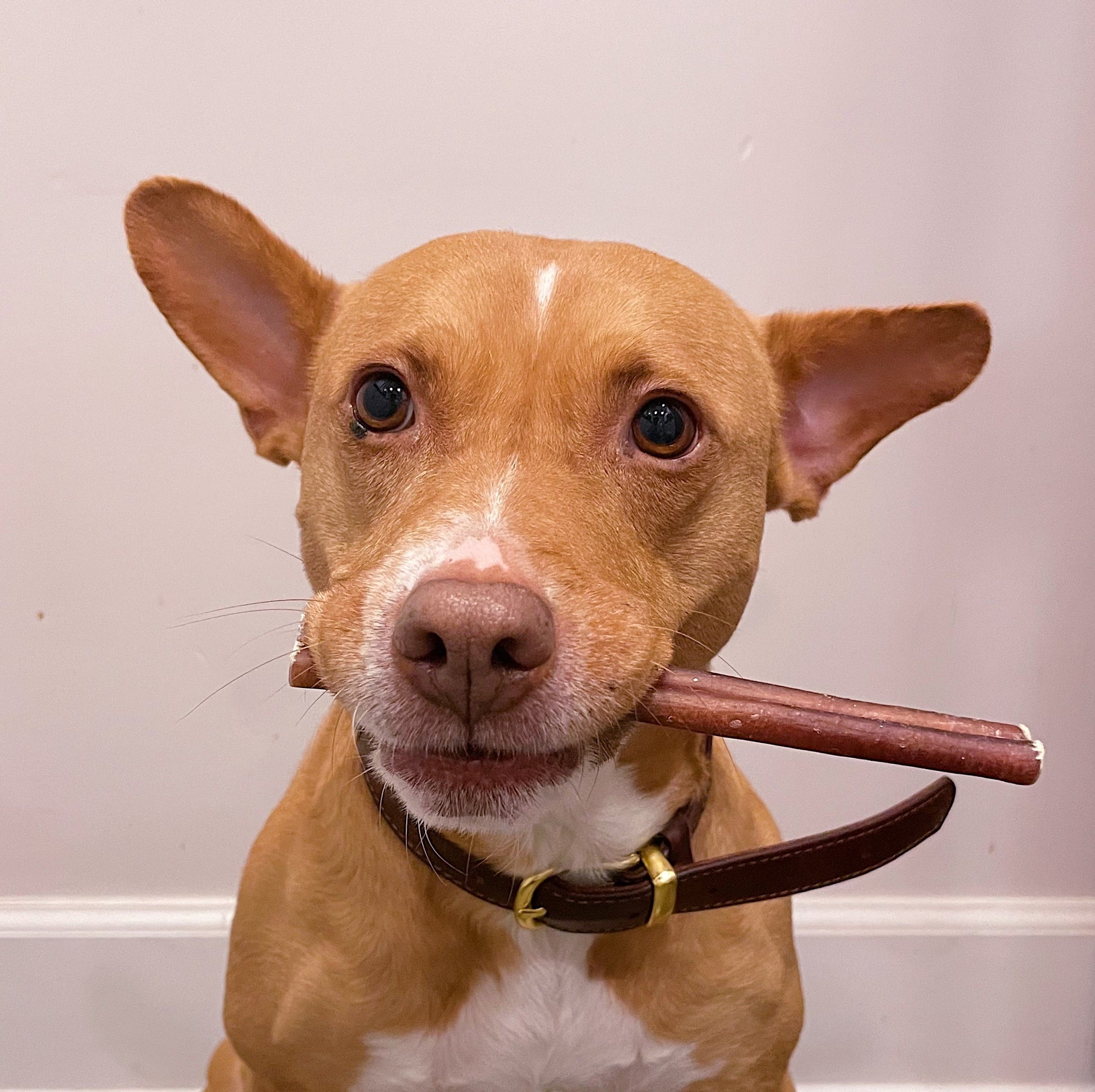 Our rescue dog, Momo, is holding the 6 inches odor free bully stick in her mouth.