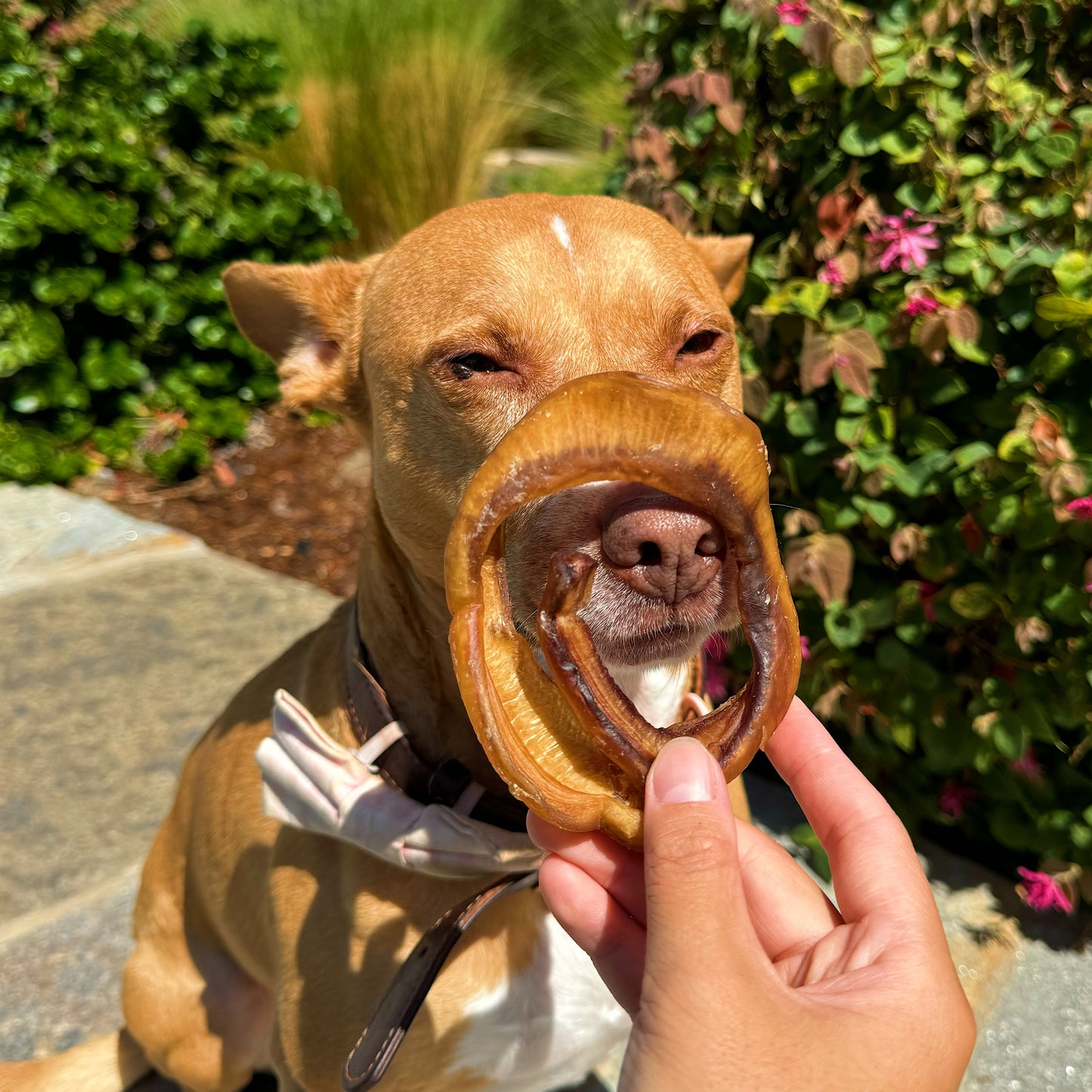 Bully Stick Rings (Odor Free)