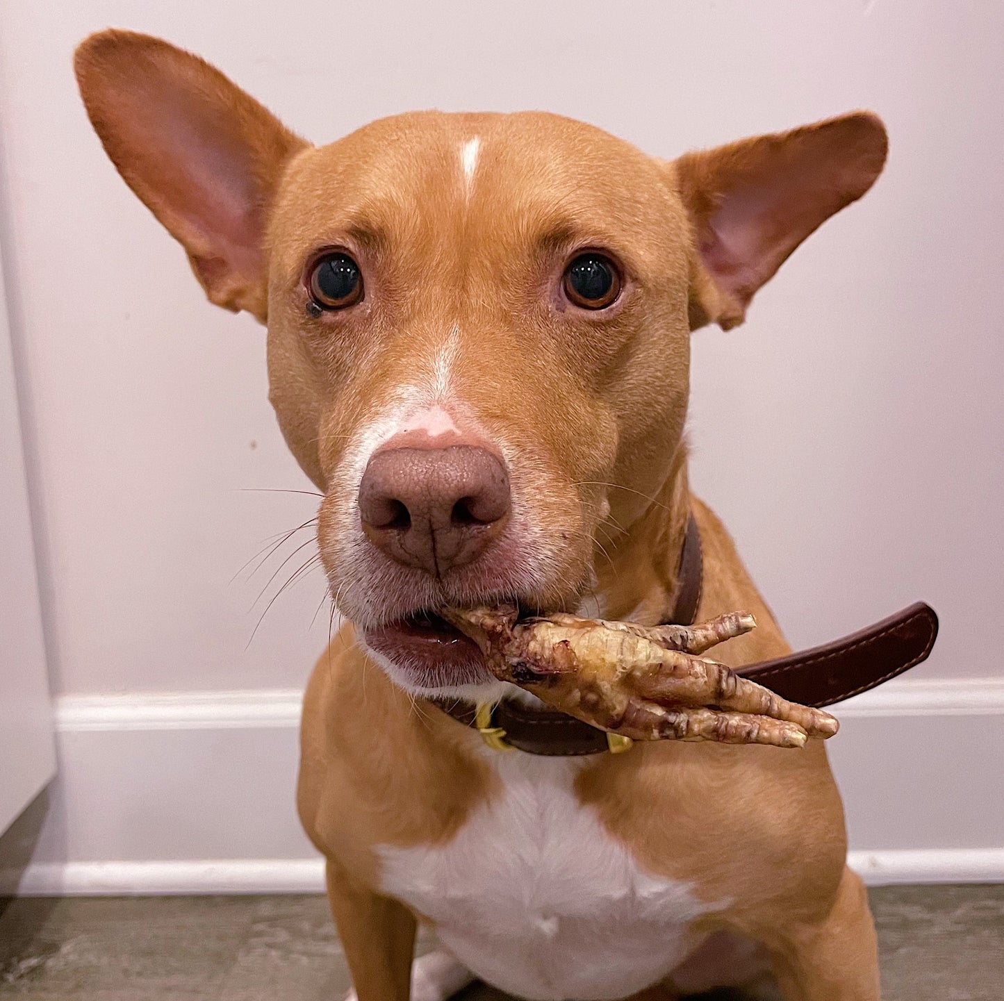 Our rescue dog, Momo, holding the chicken feet in her mouth.