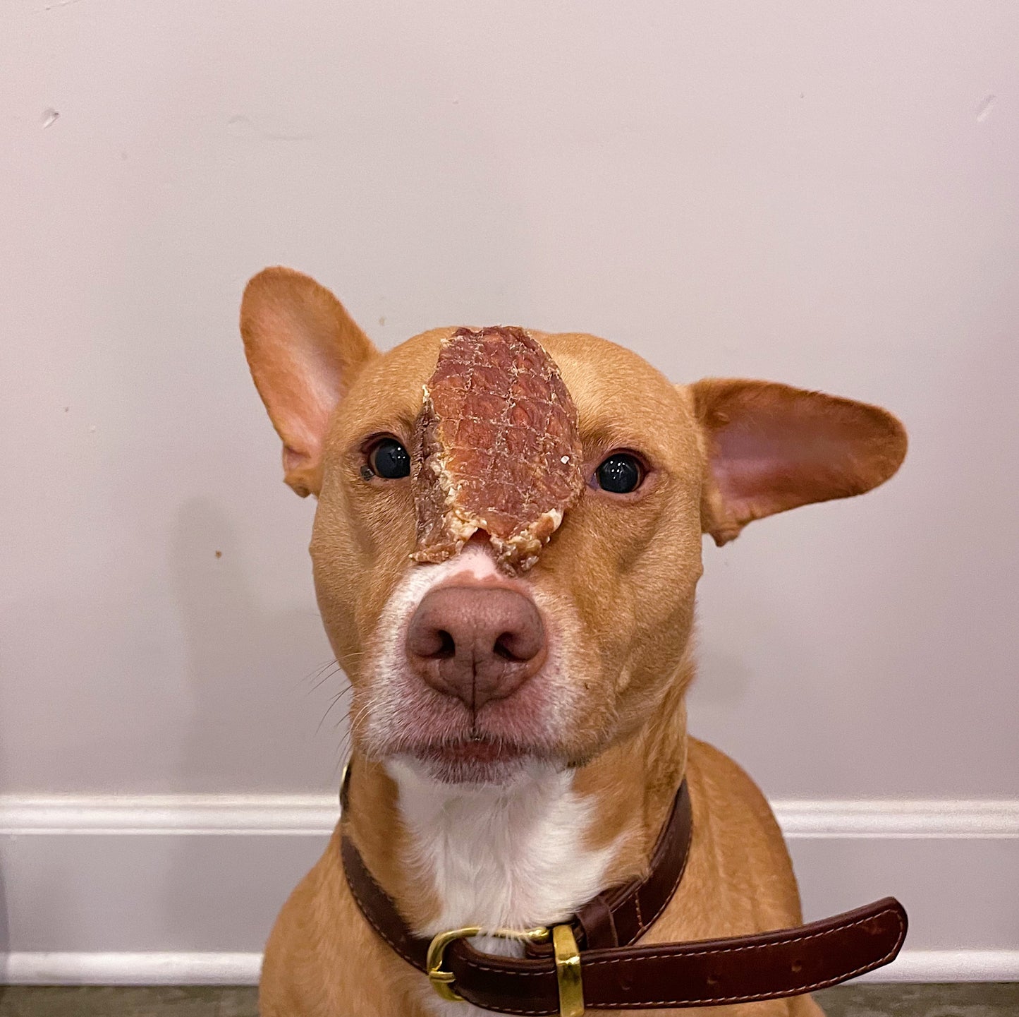 Our rescue dog, Momo, is holding the pork loin patiently, waiting for the "free" command.